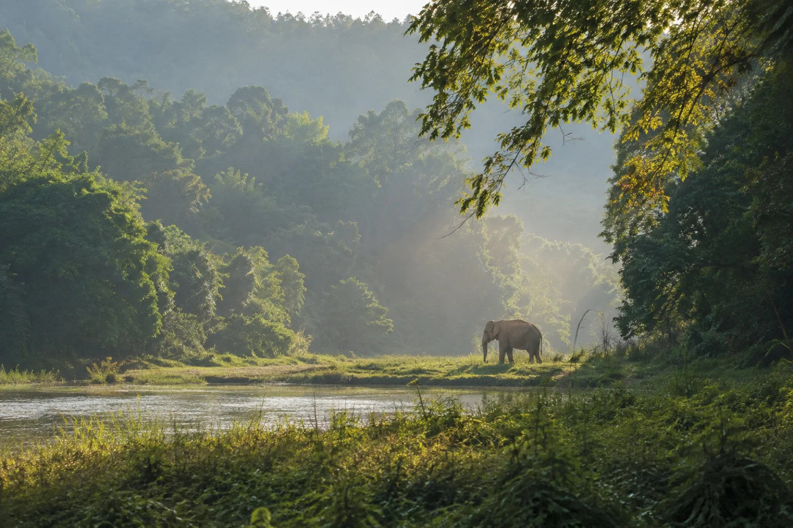 A wild Asian elephant beside a forest river in Thailand